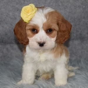 Both breeds havanese and cavaliers have unique traits to offer their. Female Cockapoolier Puppy For Sale Sienna | Puppies For ...