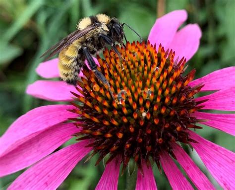 Queen Quest The Search For Overwintering Bumble Bees Gardening In