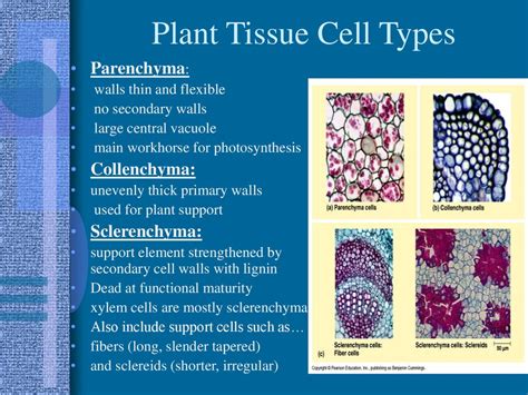 Structure And Growth Of Plants Online Presentation