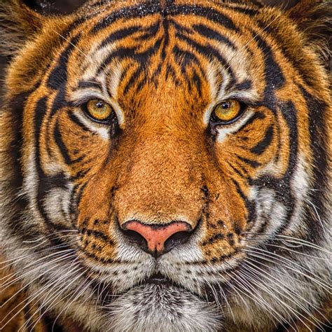 Tiger Portrait By Royalimageryjax On Deviantart