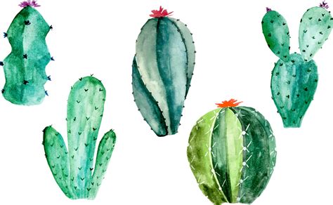 Watercolor Illustration Of Cactus Set On White Botanic Illustration Of