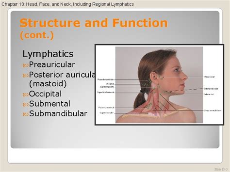 Head Face And Neck Including Regional Lymphatics Chapter