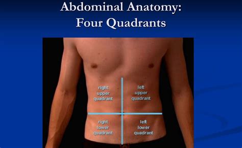 Quadrants Labeled Anatomy Body Quadrant Picture Human Anatomy