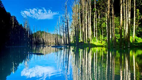 Green Trees Forest Reflection On Water Hd Nature Wallpapers Hd