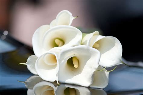 Interesting Legends Behind The Meaning Of The Calla Lily Gardenerdy