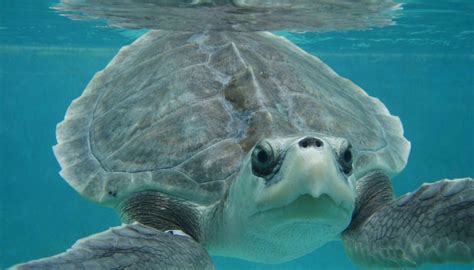 Happy World Turtle Day Have Paper Straws Saved The Sea Turtles Yet