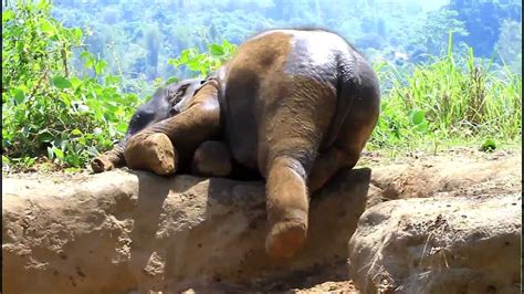 Cute Baby Elephant Youtube