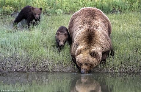 Brown Bear Carries Her Cub Across A River Because The Youngster Is