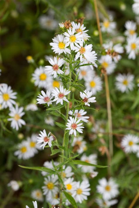 Maybe you would like to learn more about one of these? 17 Tall-Growing Perennials That Will Add Depth and Beauty ...