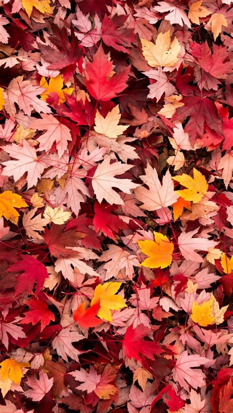 Free Download Iphone 5 Wallpapers Photo Fall Wallpaper Autumn Leaves