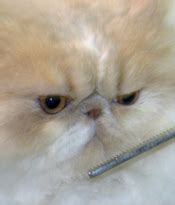 These liquids penetrate the tangled hair. Grooming Matted Cat Hair - Remove & Prevent Knots in Fur