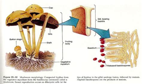 Stuffed Mushrooms Plant Pathology Fungi