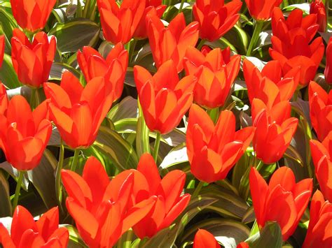 Free Images Nature Flower Petal Bloom Tulip Spring Colorful