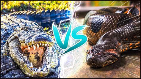 Saltwater Crocodile Vs Anaconda ─ Who Is The King Of Reptiles Youtube