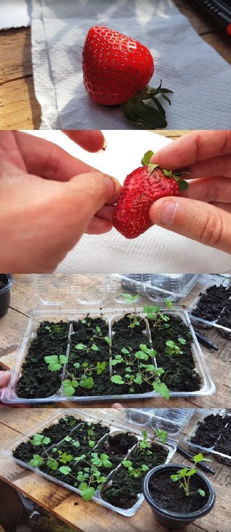 How To Grow Strawberries From Seed Growing Strawberries Growing