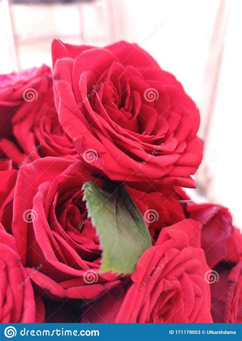 A Bunch Of Red Rose Kept For Decoration Stock Image Image Of Romantic