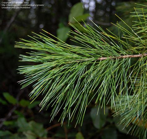 Plantfiles Pictures Western White Pine Pinus Monticola By Growin