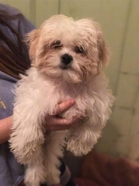 More images for shih tzu puppies in michigan » Shih Tzu Puppies For Sale | Cadillac, MI #284795 | Petzlover