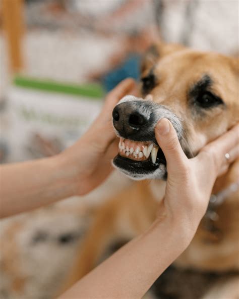 Healthy Dog Gums And Teeth What Do They Look Like Whimzees