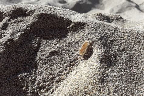 Sand Fleas What Are They And How Do You Get Rid Of Them