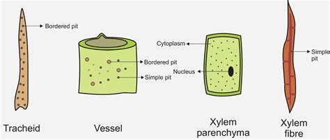 Xylem Parenchyma Structure Types And Functions