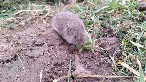 Voles How To Get Rid Of Voles In The Yard Or Garden Without Poison