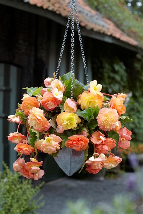 Your order we be completed by: hanging basket with dahlia - Google Search | Bulb flowers ...