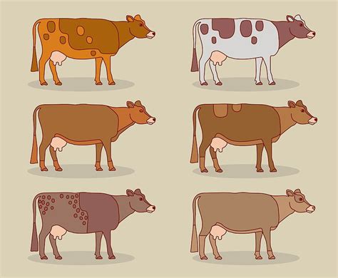 Cattle Collection Vector Eps Svg Uidownload