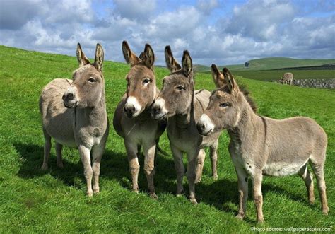 Interesting Facts About Donkeys Just Fun Facts
