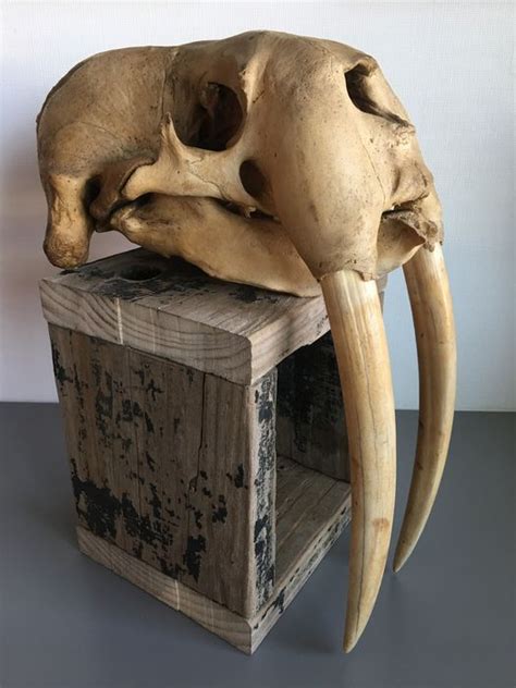Large Patinated Vintage Walrus Skull Denmark Catawiki