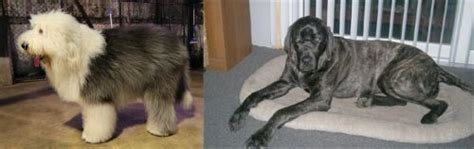 Old English Sheepdog Vs Giant Maso Mastiff Breed Comparison