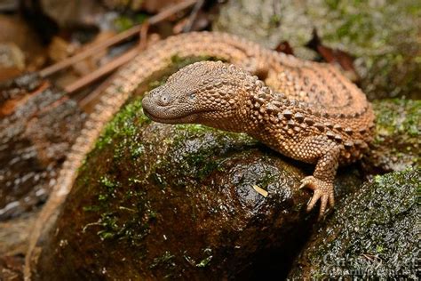 Elusive Earless Monitors Viral Social Status Proves Deadly For Species