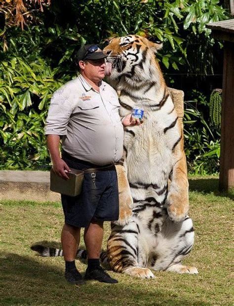 Tiger Standing Next To Man Animals Are Fabulous