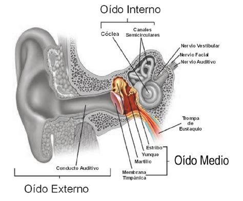 Cómo Funciona El Oído Y Cuales Son Sus Partes Principales Como