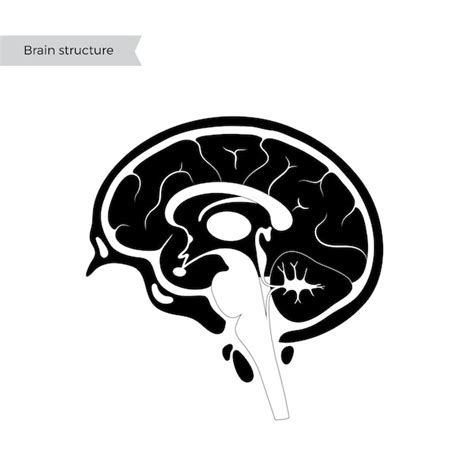 Vektorillustration Der Anatomie Des Menschlichen Gehirns Premium Vektor