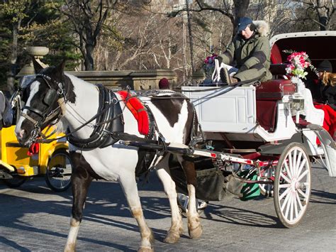 Explore Central Park In Style With Horse And Carriage Rides Love Cycles