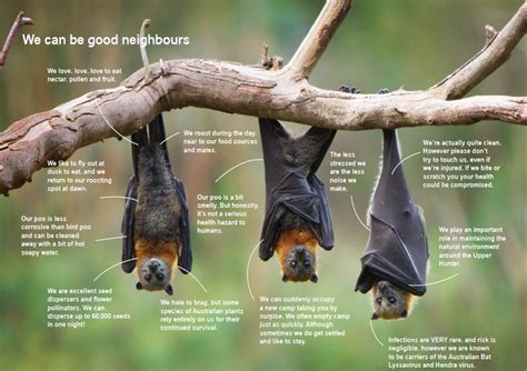 View Why Flying Foxes Are Important Fox Bat Flying Fox Bat Flying