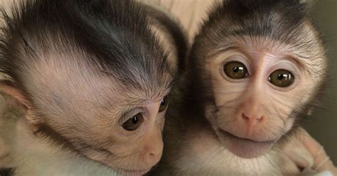 Scientists Have Genetically Modified Monkeys To Study Autism The Verge