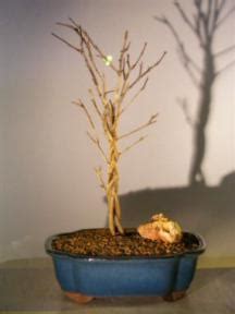 Toyo nishiki flowering quince bonsai. Japanese Flowering Quince Bonsai - Seven (7) Tree Braided ...
