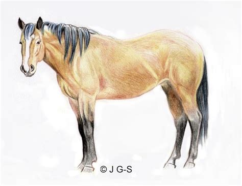 Tutorial To Teach You How To Draw A Realistic Horse In Colored Pencil