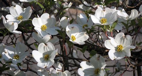 North Carolina State Flower The Flowering Dogwood Proflowers Blog
