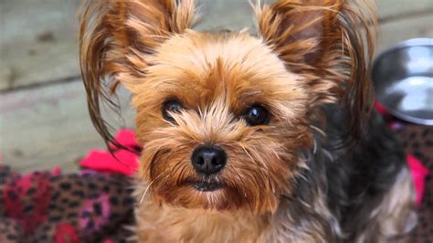 Cutest teacup yorkie puppies video compilation. Dog Teach Dog: Cute Yorkie Puppies - YouTube