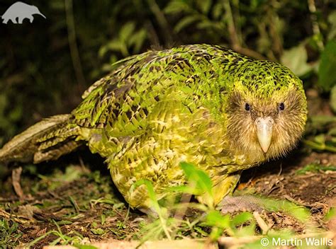Kakapo Parrot Endangered Wildlife
