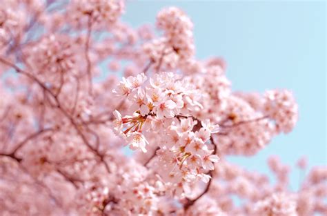 Japans Cherry Blossom Economy Eye On Asia