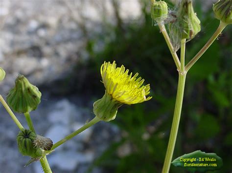 We did not find results for: Yellow Florida Wildflowers, Page 3 of 3