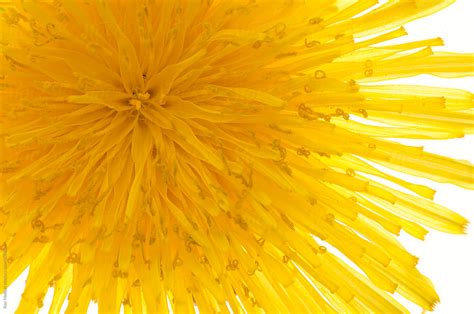 Closeup Macro Micro Abstract Of Dandelion Blossom Flower By Stocksy
