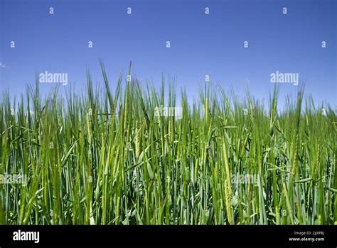 Detail Of A Green Wheat Field With Blue Sky Above Stock Photo Alamy