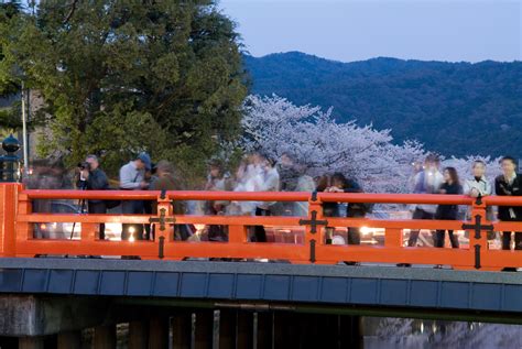 Jeffrey Friedls Blog Kyoto Cherry Blossom Lightup 2008
