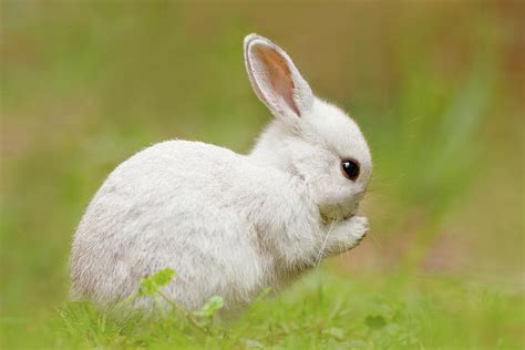 White Rabbit Cute Overload Photograph By Roeselien Raimond Pixels