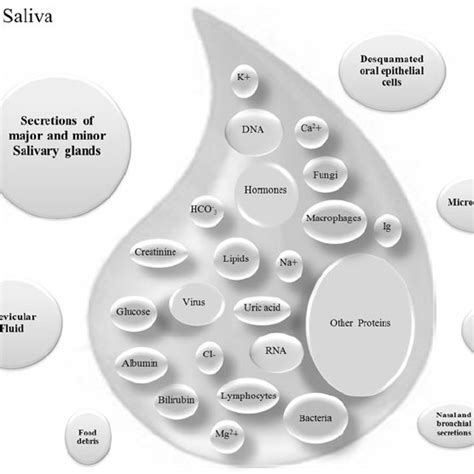 Schematic Representation Of The Components Of Whole Saliva The Size Of